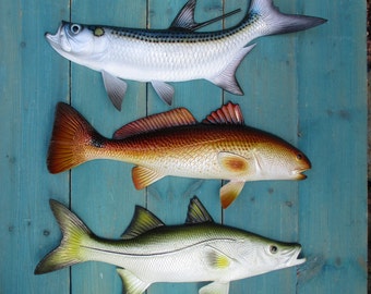 May include: Three different types of fish mounted on a blue wooden background. The fish are a silver tarpon, a red drum, and a snook.