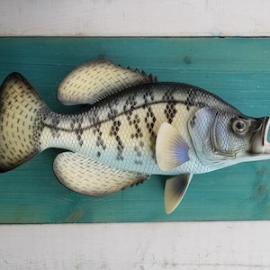 Crappie 14&quot; Fish wall replica decor hand-painted 3D freshwater