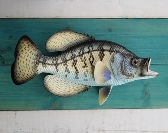 Crappie 14&quot; Fish wall replica decor hand-painted 3D freshwater