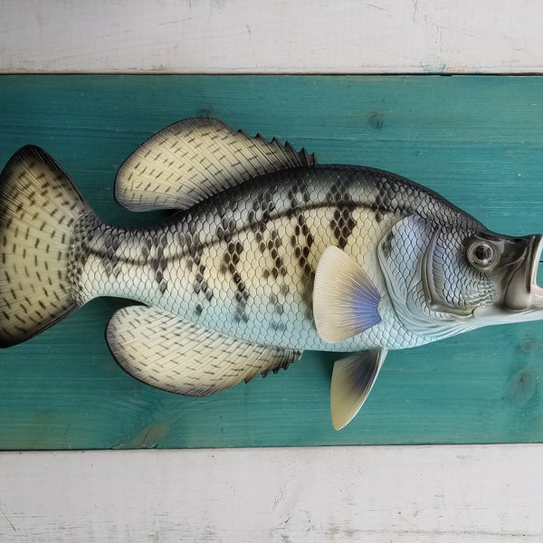 Crappie 14" Fish wall replica decor hand-painted 3D freshwater