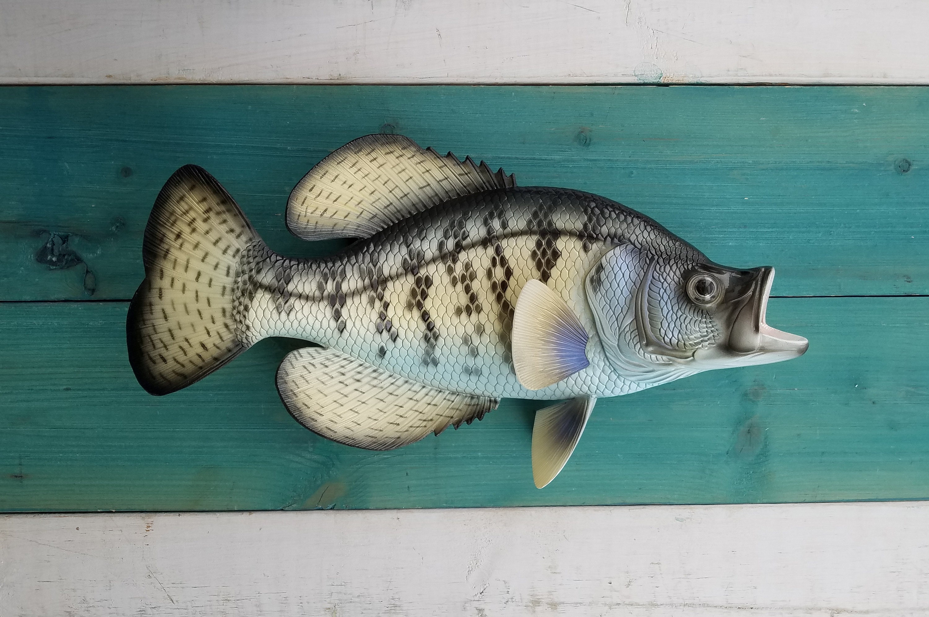 Crappie 14 Fish Wall Replica Decor Hand-painted 3D Freshwater 