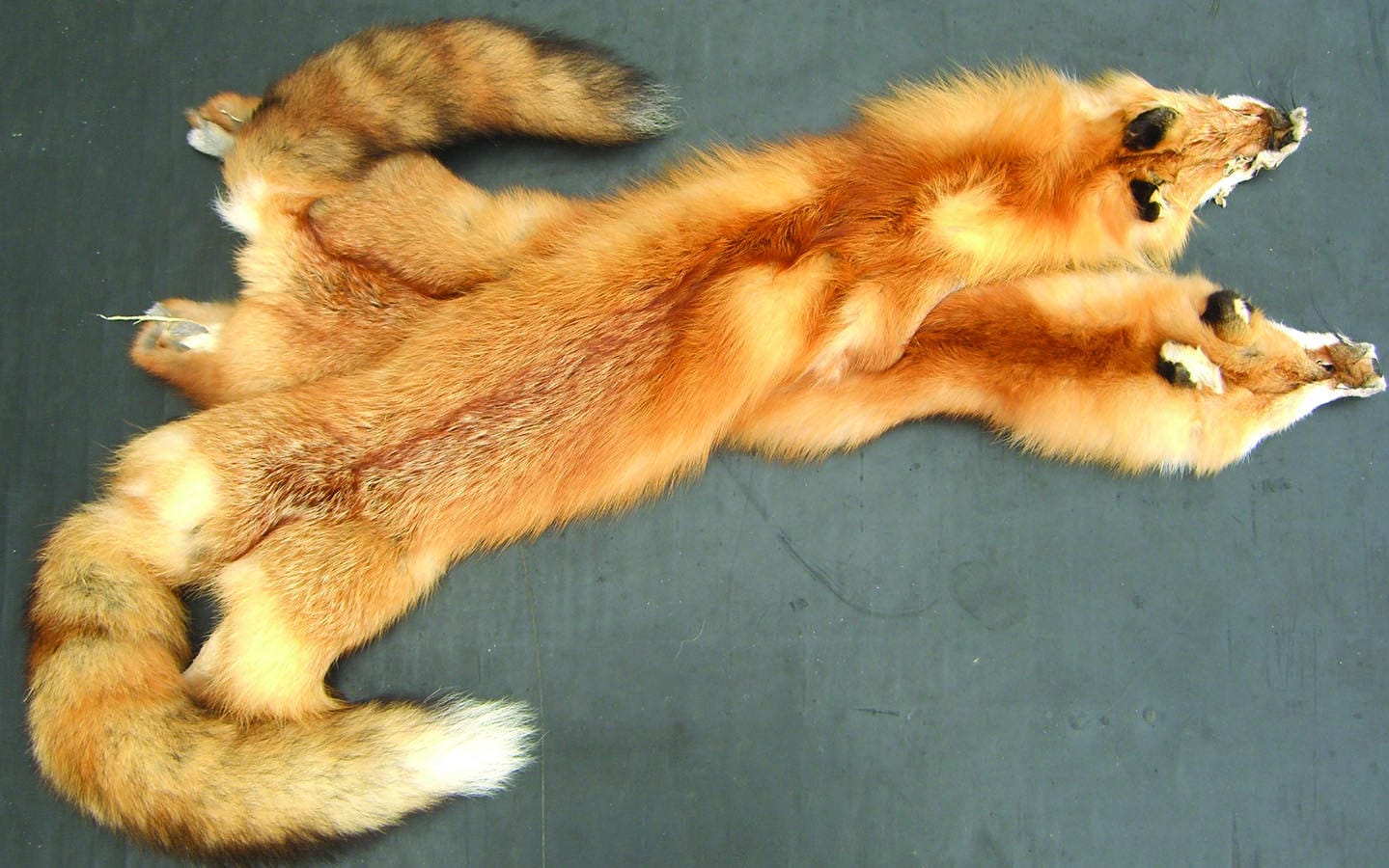 Beautifully Tanned Red Fox Pelt Authentic Full Body Animal | Etsy