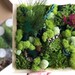 DIY Moss Art Kit, Holiday Gift, Christmas Gift, DIY Moss Art, Unique Colorful Moss Wall Art, Birthday Gift, DIY Craft Kit For Adults Teens