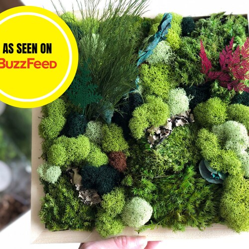 DIY Moss Art Kit, Holiday Gift, Unique Gift Box, DIY Moss Art, Unique Christmas Gift Box, Birthday Gift, DIY Craft Kit For Her Him