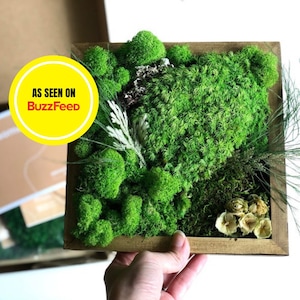 DIY Moss Wall Art Kit, Holiday Gift, Gift for Her Him, Make Your Own Moss Art, Preserved Moss Art, Birthday Gift, Unique Christmas Gift Box