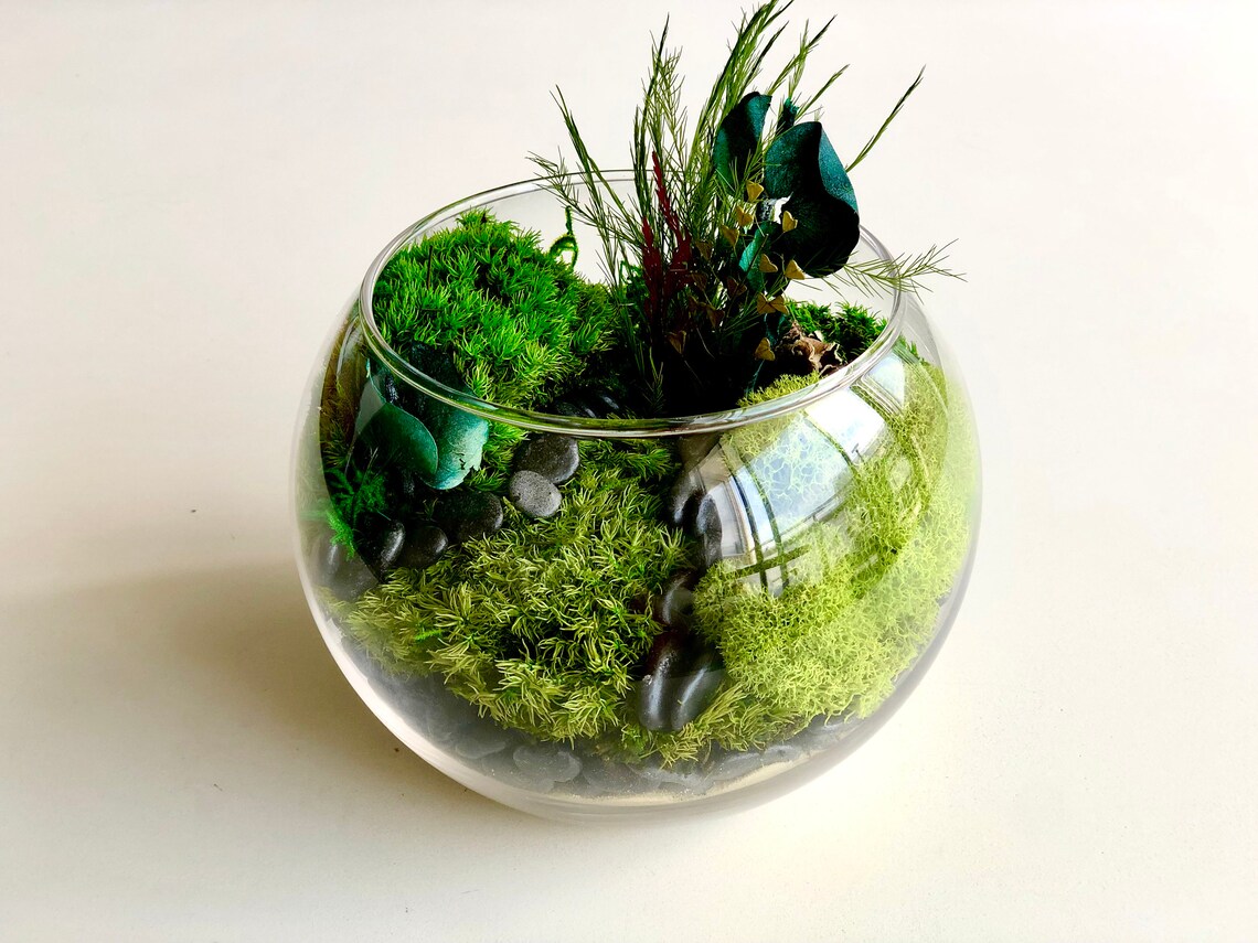 DIY Terrarium Kit Glass Terrarium Terrarium Moss Kit Etsy