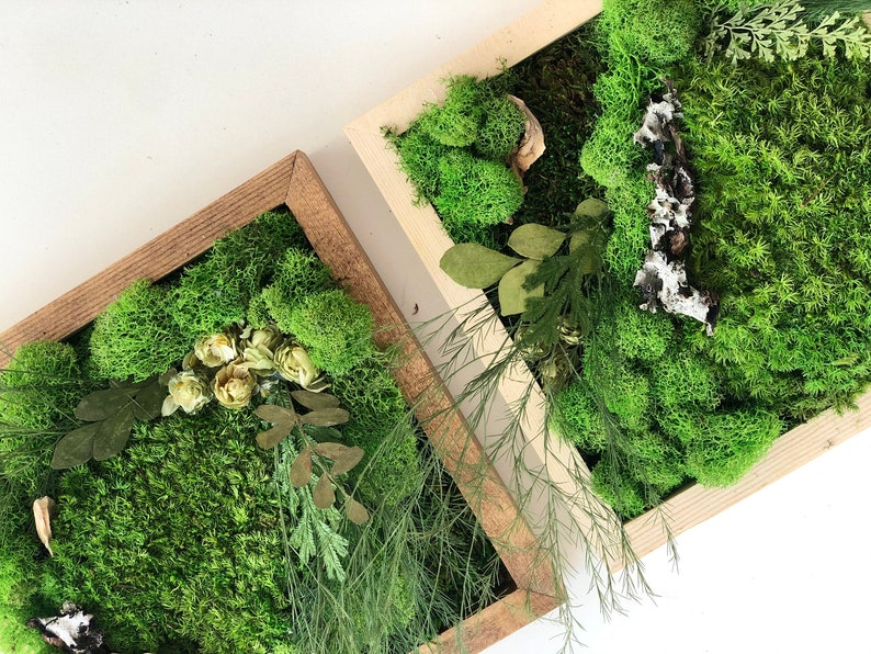 Moss Wall Art Make Your Own Moss Art DIY Terrarium Etsy