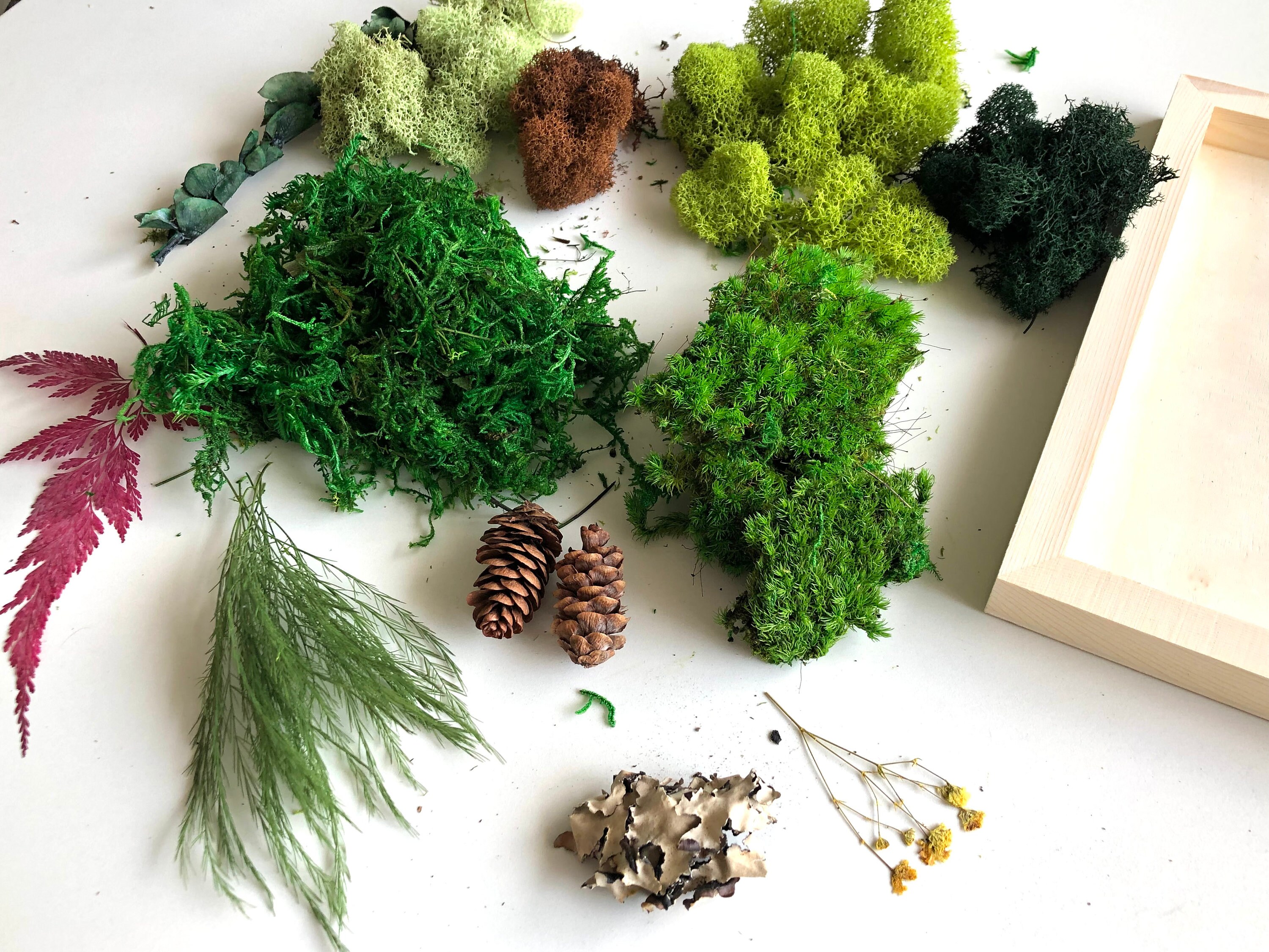 DIY Moss Art Kit Holiday Gift Unique Gift DIY Moss Art Etsy