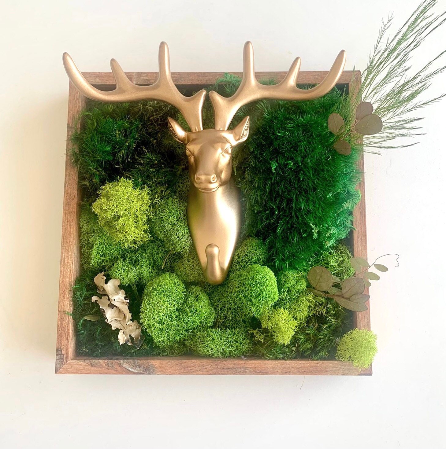 DIY Moss Wall Art Kit Jungle Edition Moss Art Frame Perfect Etsy