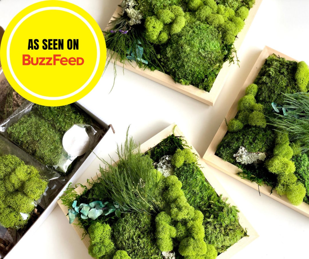 DIY Moss Art Kit, Multi Panel Canvas, Moss Wall Art, DIY Craft Kit for