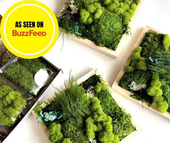 DIY Moss Art Kit Wall Decor 12”x12” – Moss Acres