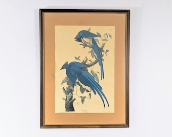 JJ Audubon Vintage Framed Lithograph Colombia Jay