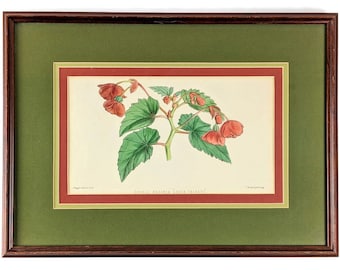 J. Nugent Fitch Antique Double Begonia Hand Colored Botanical Lithograph Framed