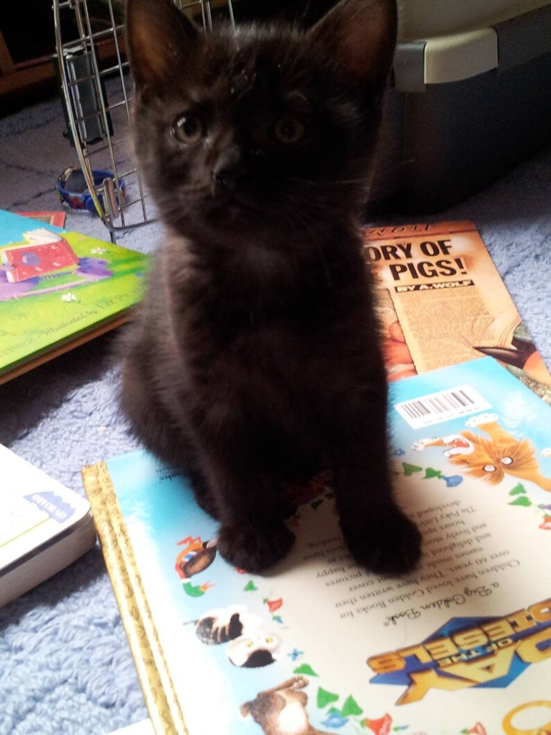 LITTLE BLACK KITTEN Children's Board Book & Blenko Special | Etsy