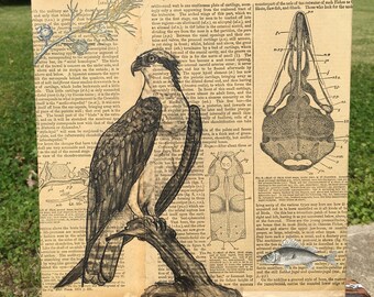 Tomales Bay Osprey original illustration on collage