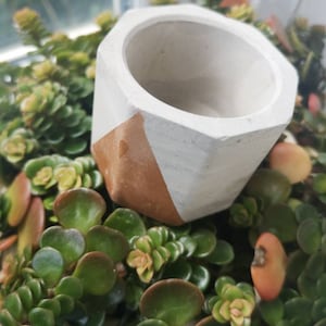 Puede incluir: Una maceta de hormigón blanco geométrica con una franja dorada. La maceta está sentada sobre un lecho de suculentas verdes.