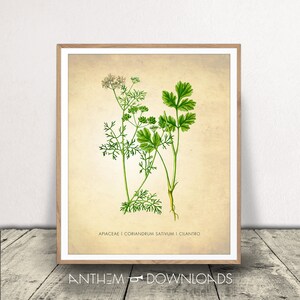 Cilantro Art Print - Herb Poster - Botanical Sign - Kitchen Decor - PRINTABLE Coriander Design - INSTANT DOWNLOAD!