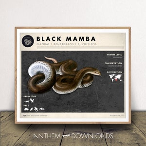 Black Mamba Art Print - Snake Chart Poster - Kinderkamer Decor - Science Lover Gift - Classroom Wall Art - Giftige Snake Print - Afdrukbaar!