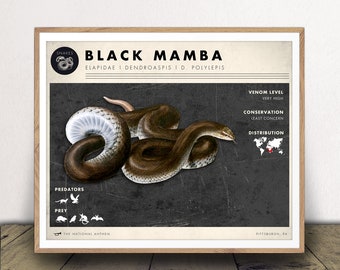 Black Mamba Art Print - Snake Chart Poster - Kids Room Decor - Science Lover Gift - Classroom Wall Art - Venomous Snake Print - Printable!