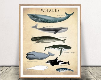 Whale Chart Art Print - Whale Poster - Natural History Chart - Classroom Decor - Scientific Wall Art - Print at Home!