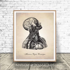 Head and Neck Anatomy Illustration - Medical Drawing - Human Anatomy Print - Cross Section Diagram - Instant Download