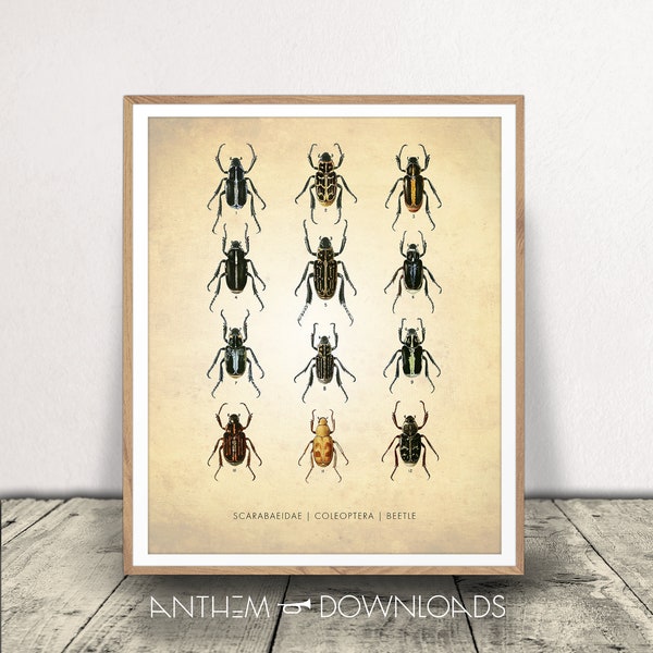 Beetles Art Print - Entomology Poster - Natural History Decor - Classroom Wall Art - Insect Chart - Digital Download!