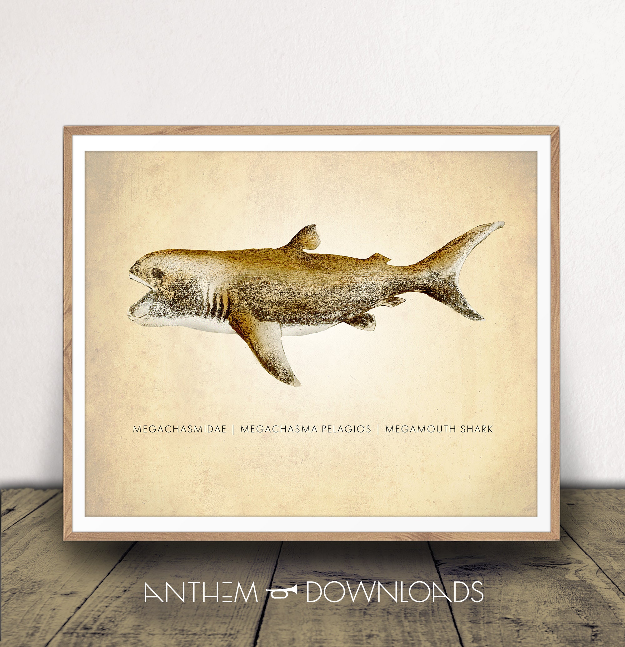 Megamouth Art Print - Shark Chart - Natural History Poster - Classroom Decor - Scientific Wall Art - Digital Download!