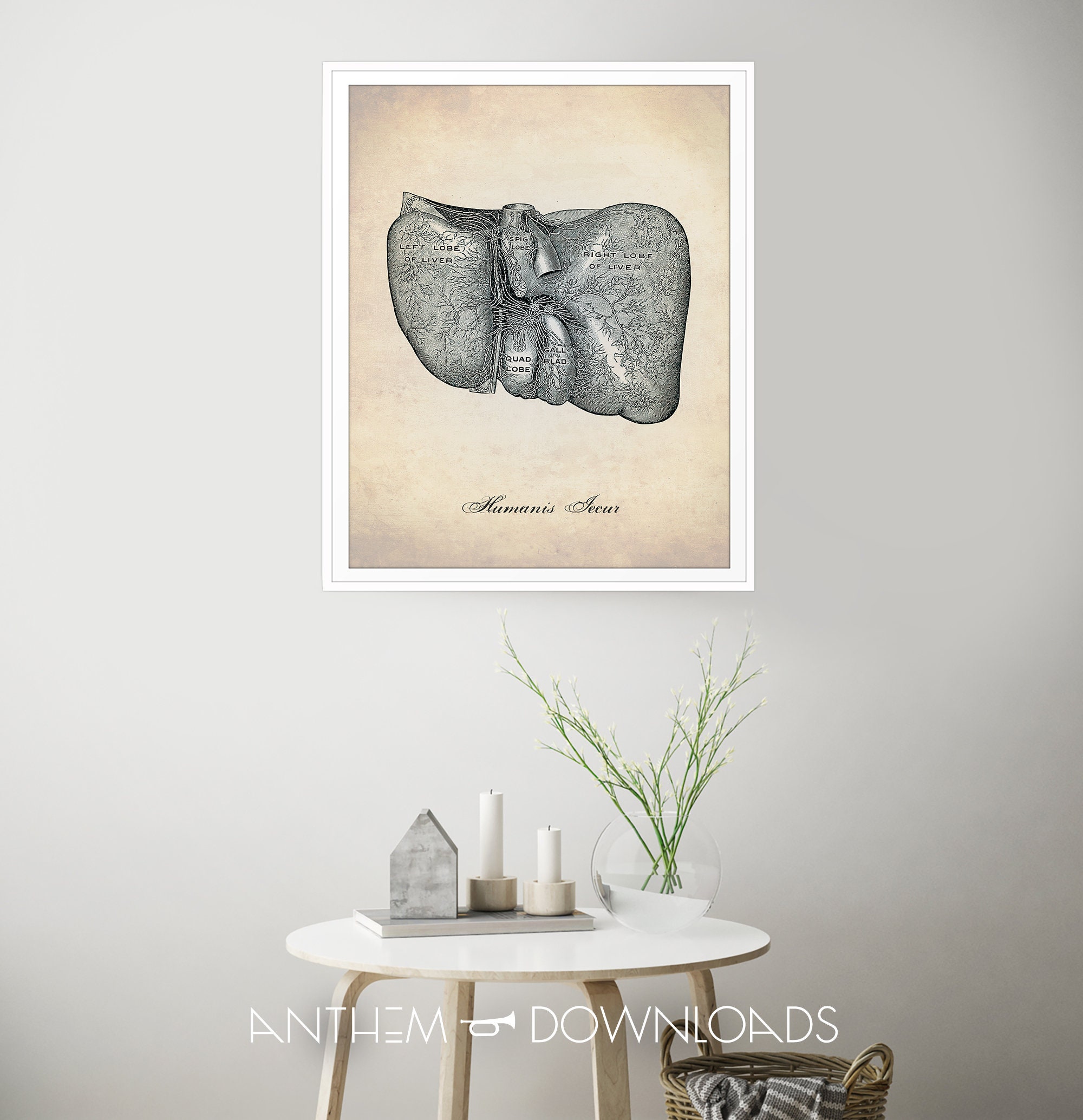 Human Anatomy Printable Liver Illustration Art Print Etsy human-anatomy-printable-liver-illustration-art-print-etsy