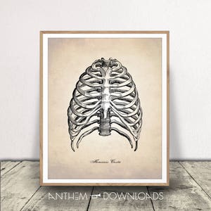 Brustkorb Kunstdruck - Anatomie Zeichnung - Menschliche Rippen - Medizinische Kunst - Sofortiger Download - Skelett Knochen