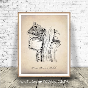 Stampa di anatomia umana - Diagramma del seno - Illustrazione della sezione trasversale - Disegno medico - Poster di anatomia - INSTANT DOWNLOAD