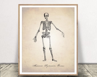 Skeletal System Art Print - Human Anatomy Wall Art - Skeleton Poster - Medical Drawing - Anatomy Diagram - Instant Download!