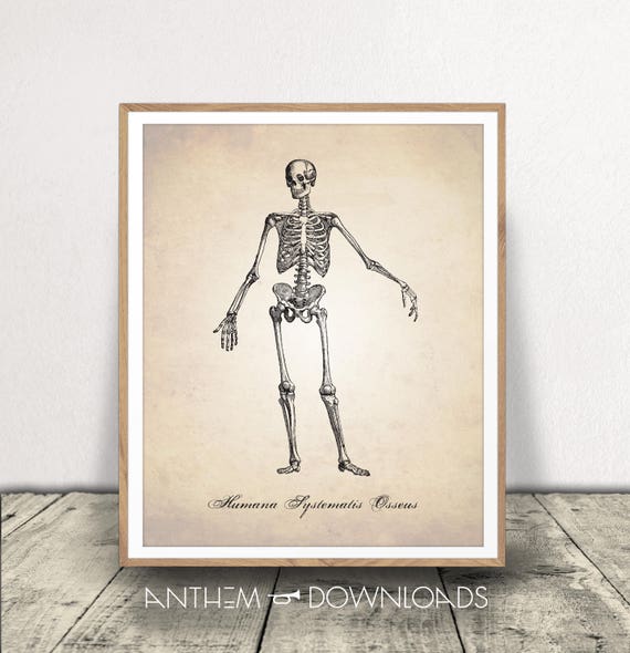 Skeletal System Art Print Human Anatomy Wall Art Skeleton - Etsy