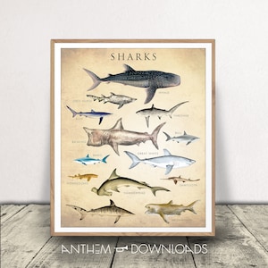 Shark Chart Art Print Sharks Poster for Kids Room Natural History Chart Wall Art Classroom Decor Scientific Wall Art Marine Biology Download