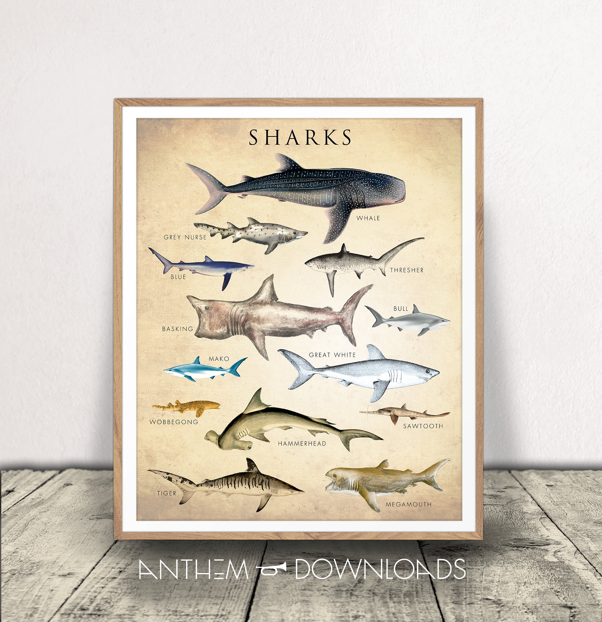 Shark Chart Art Print Sharks Poster for Kids Room Natural History Chart Wall Art Classroom Decor Scientific Wall Art Marine Biology Download