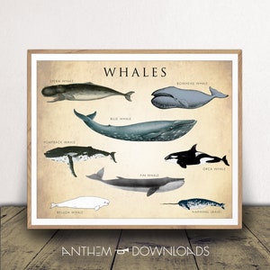 Walviskaart - Natural History Poster - Whale Art Print - Wetenschap en natuur Decor - Horizontale walvis Poster - Instant Download!