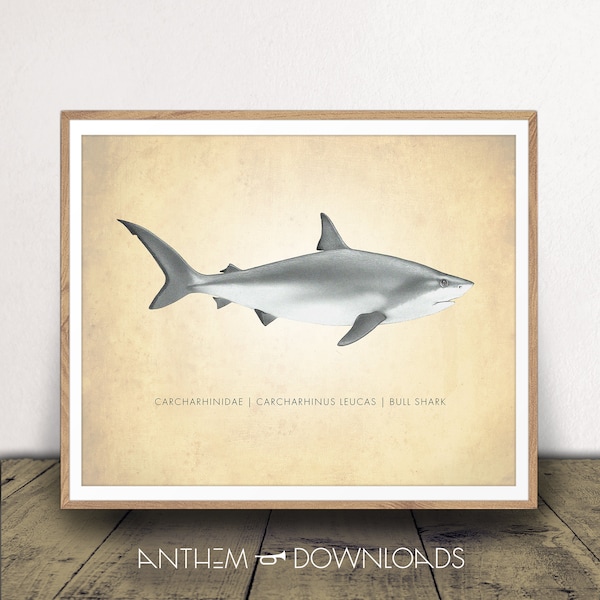 Bull Shark Art Print - Shark Chart - Natural History Poster - Classroom Decor - Scientific Wall Art - Digital Download!