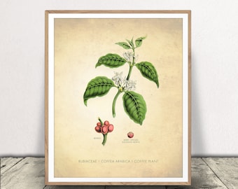 Coffee Art Print - Coffee Plant Print - Botanical Poster - Kitchen Wall Art - Cafe Decor - Instant Download!