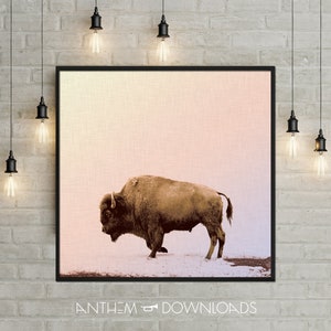 Buffalo Art Print of Grazing Buffalo Poster for Country Wall Art Printable Bison Farmhouse Wall Art and Ranch Decor - Instant Download