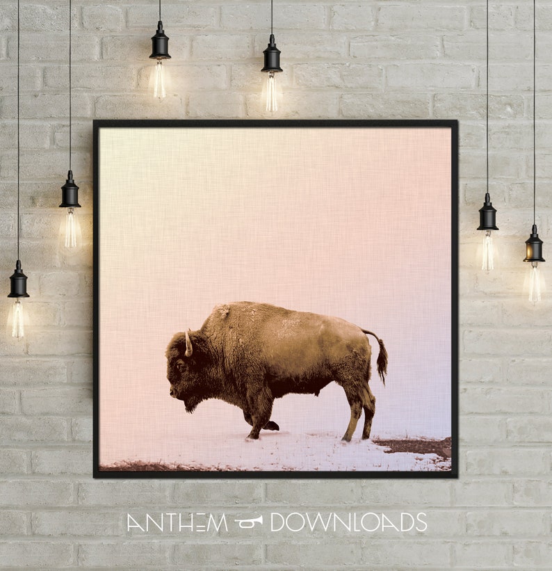 Buffalo Art Print of Grazing Buffalo Poster for Country Wall Art Printable Bison Farmhouse Wall Art and Ranch Decor - Instant Download