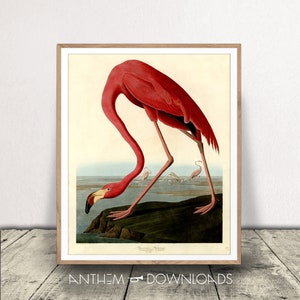 Flamingo Art Print - Audubon Poster - Vintage Flamingo Illustration - Birds of America Decor - John James Audubon Wall Art - Print at Home!
