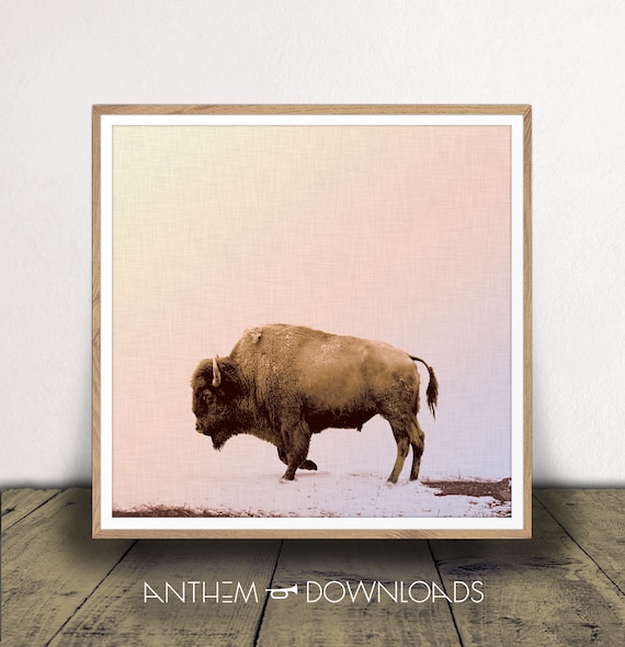 Buffalo Art Print of Grazing Buffalo Poster for Country Wall Art Printable Bison Farmhouse Wall Art and Ranch Decor - Instant Download