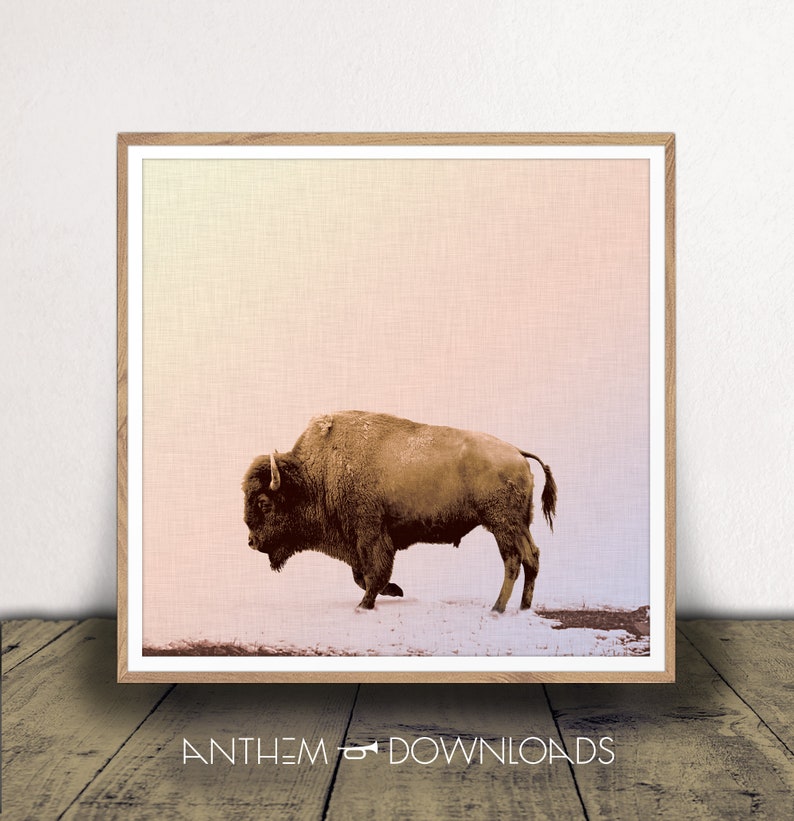 Buffalo Art Print of Grazing Buffalo Poster for Country Wall Art Printable Bison Farmhouse Wall Art and Ranch Decor - Instant Download