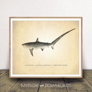 Thresher Shark Art Print - Shark Chart - Natural History Poster - Classroom Decor - Scientific Wall Art - Instant Download!