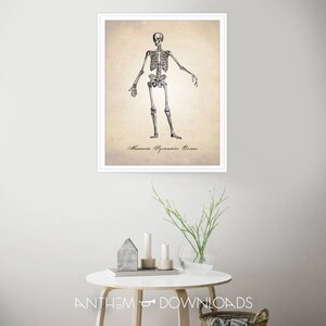 Skeletal System Art Print - Human Anatomy Wall Art - Skeleton Poster ...