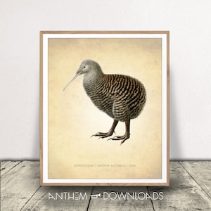Kiwi Art Print - Kiwi Bird Poster - New Zealand Bird - Natural History Decor - Classroom Wall Art - Instant Download!