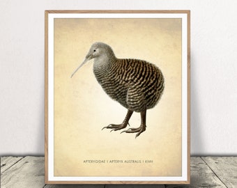 Ornithology New Zealand wildlife illustration Kiwi bird art print Antique animal wall art Vintage natural history painting Exotic birds Ornithology New Zealand wildlife illustration Kiwi bird art print Antique animal wall art Vintage natural history painting Exotic birds