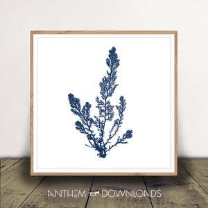 Navy Blue Coral Print - Digital Download - Seafan Jpeg - Nautical Art - Ocean Coral Poster - Marine Life Wall Art - Print At Home!