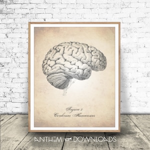 Human Brain Art Print - Instant Digital Download - Human Anatomy Poster - Medical Drawing - Print At Home!