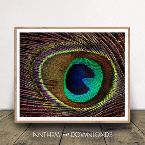 Impressão artística de penas de pavão - pôster de penas de pássaros - decoração de animais - foto abstrata da natureza - download instantâneo!