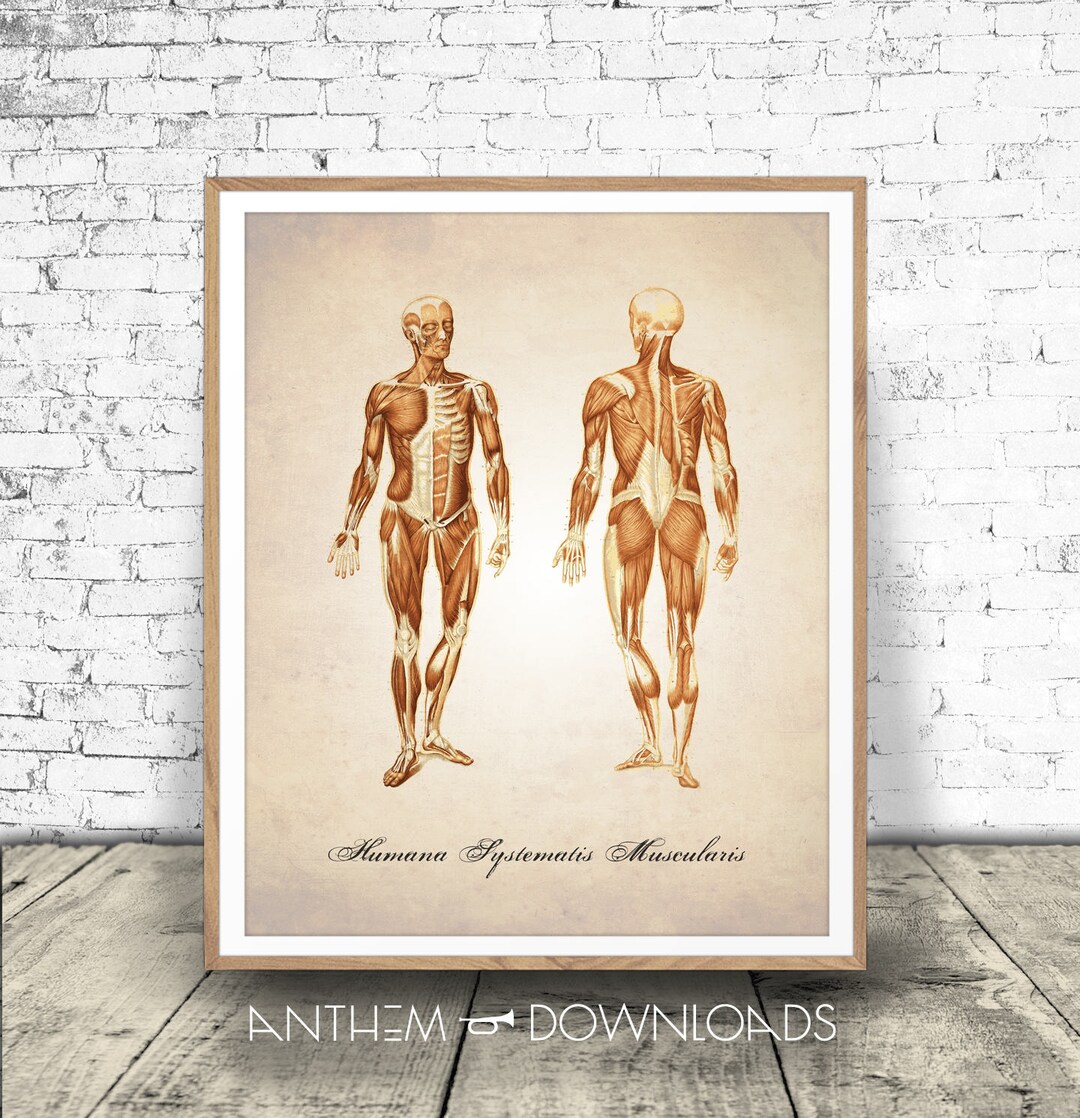 Human Anatomy Print - Muscular System Diagram - Muscles Poster ...